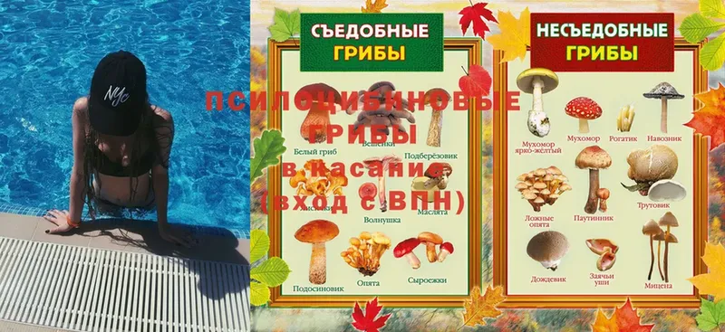 Псилоцибиновые грибы мухоморы  Кузнецк 